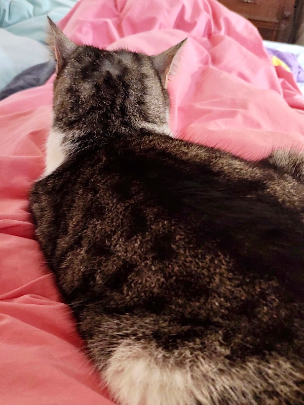 Eine Katze liegt auf dem Bett, man sieht den Rücken